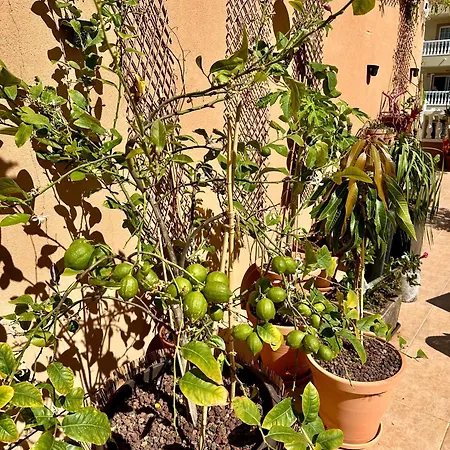 Terraza Del Sol * פאלם-מאר